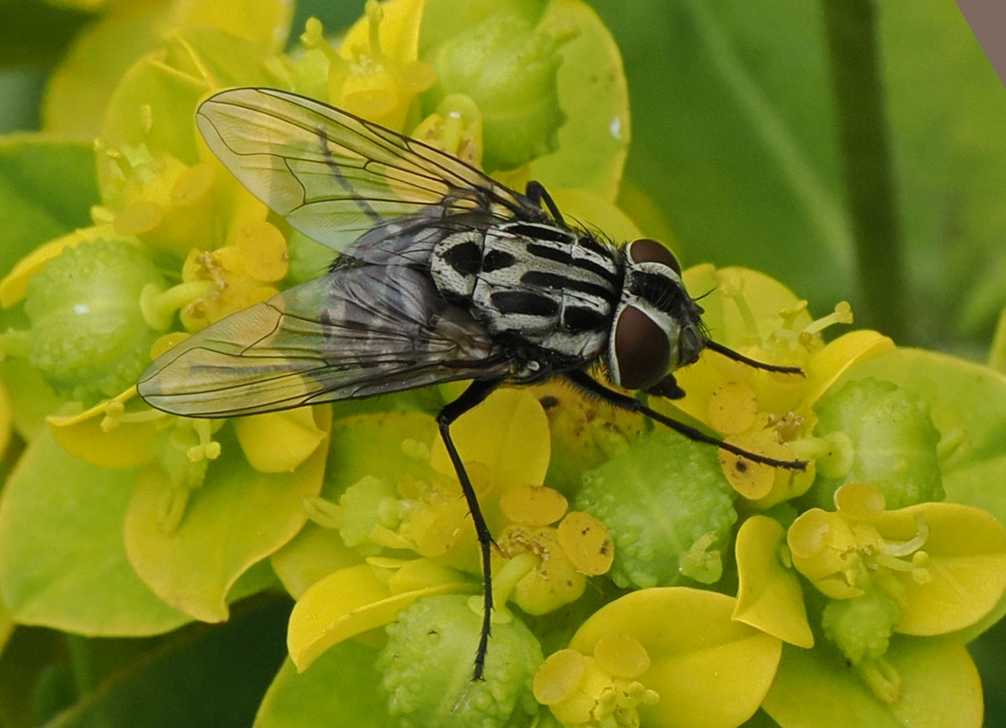 Graphomya maculata